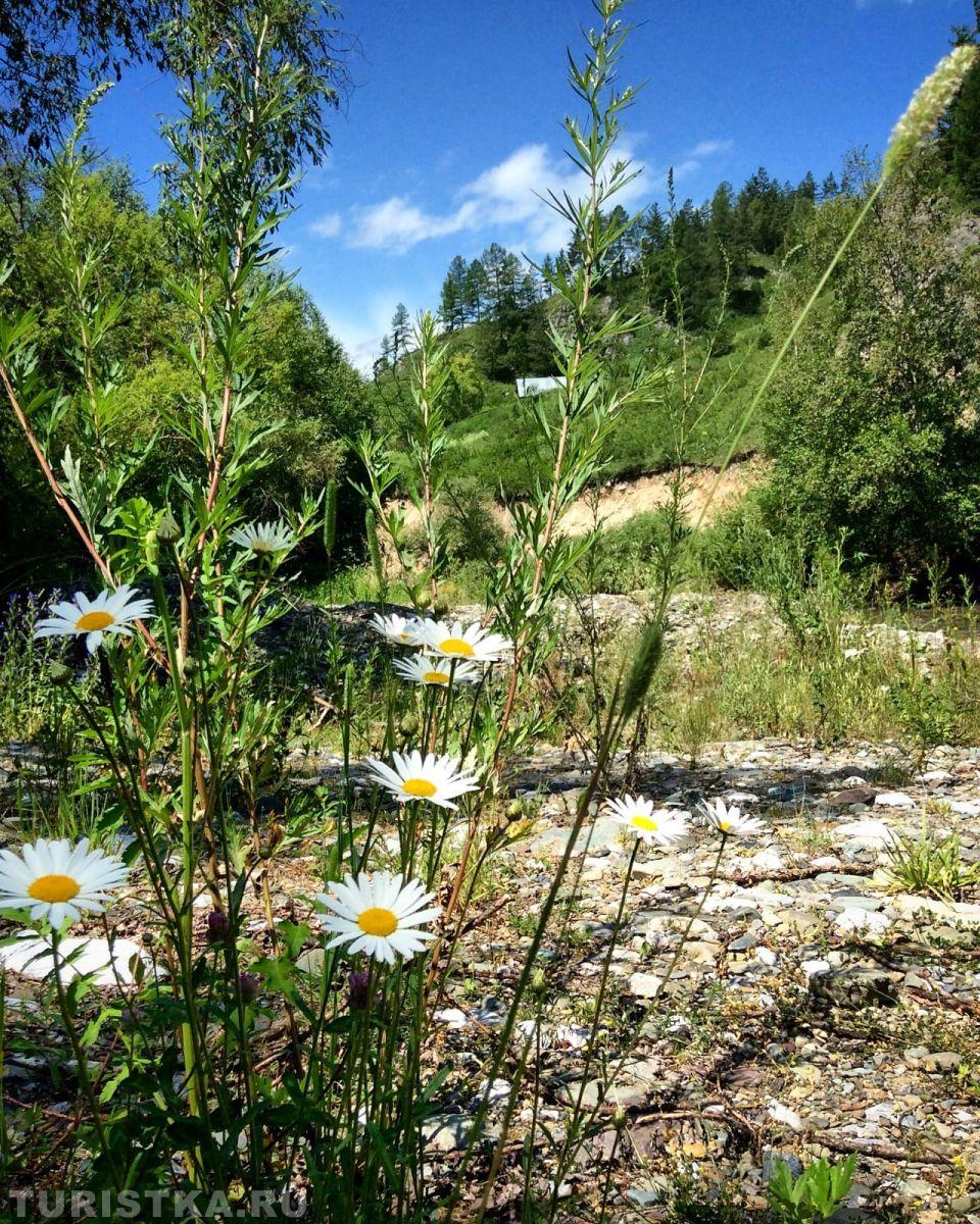 Нивяник на Алтае