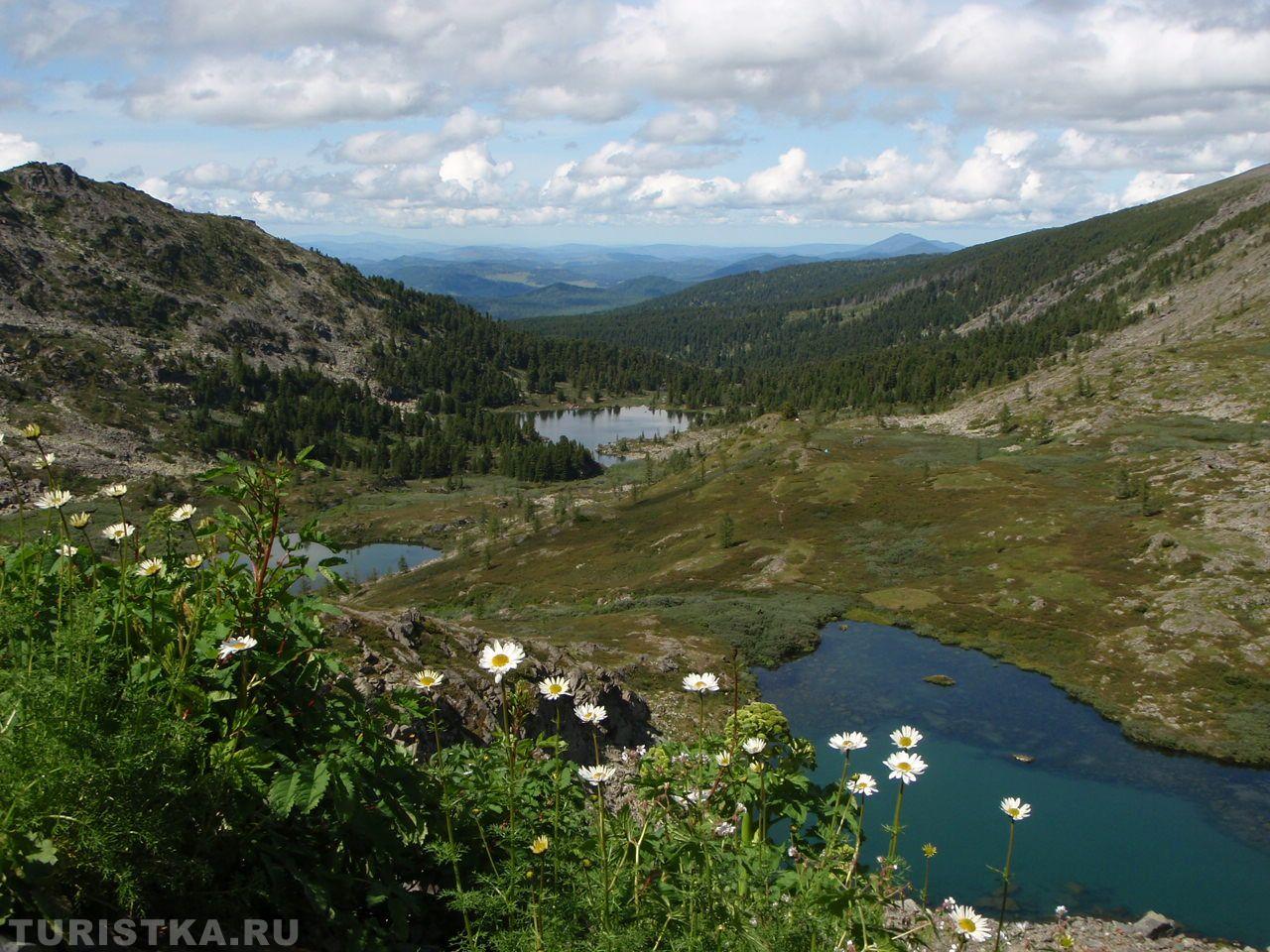 Нивяник на Алтае