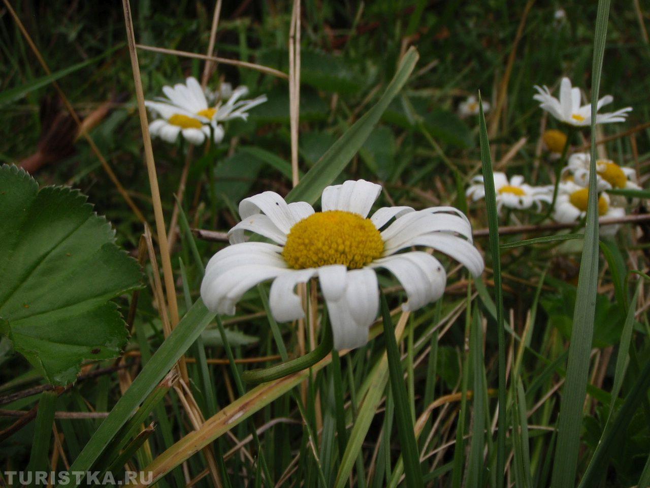 Нивяник на Алтае