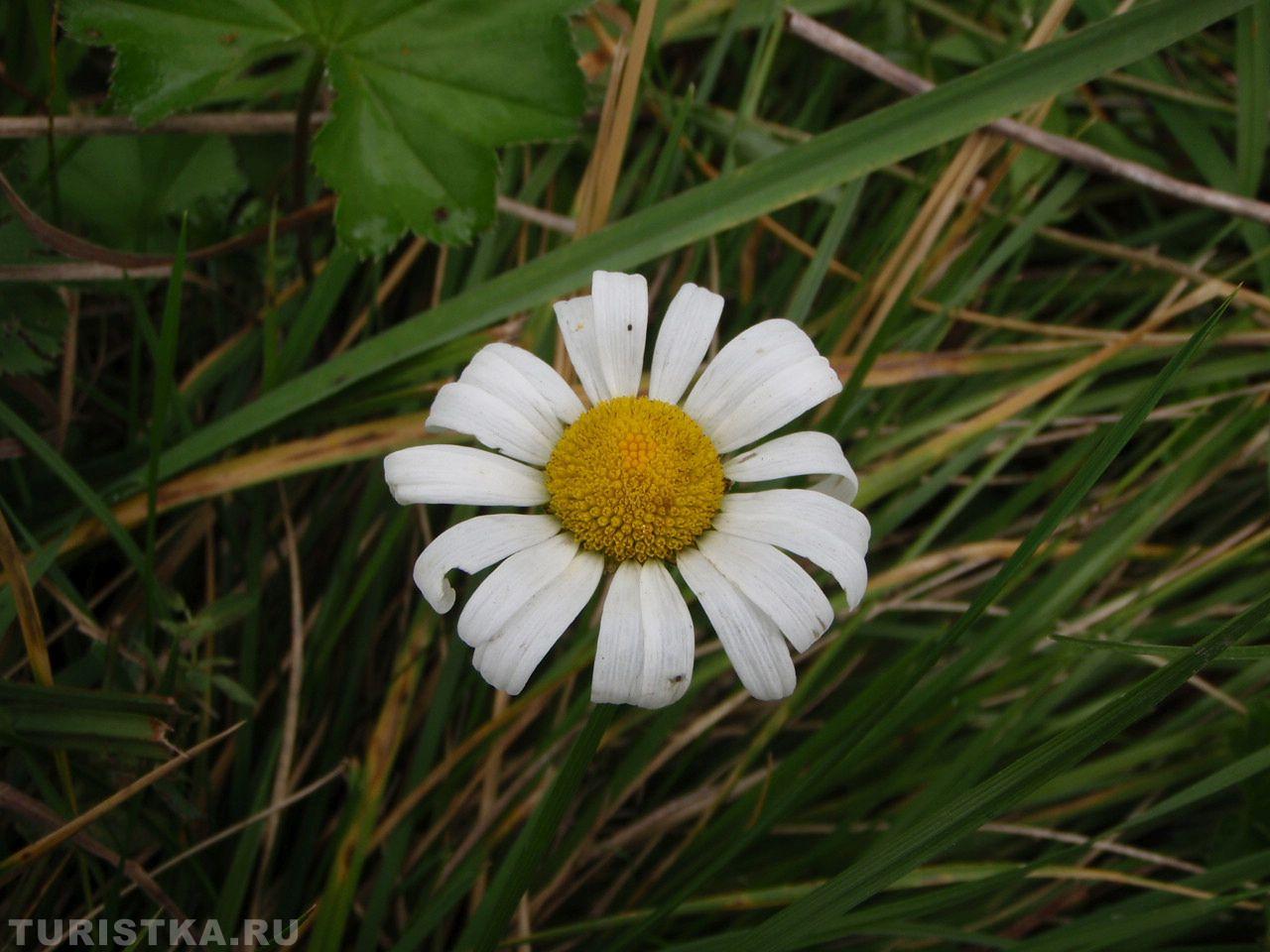 Нивяник на Алтае