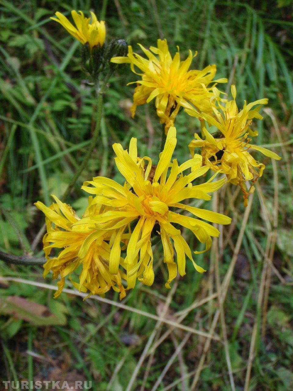 Осенние цветы на Алтае