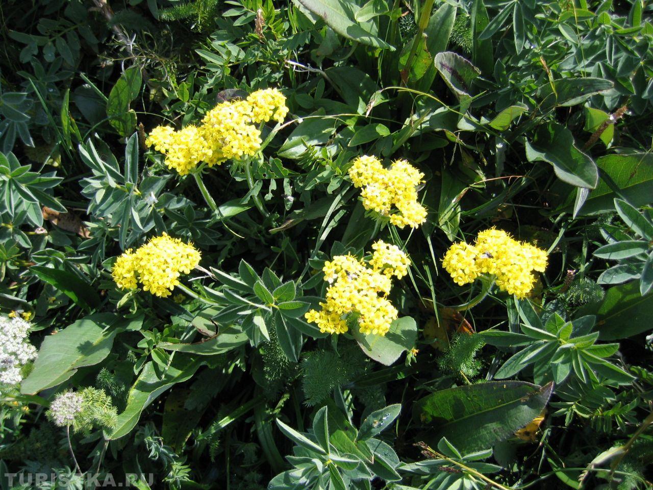 Патриния Сибирская