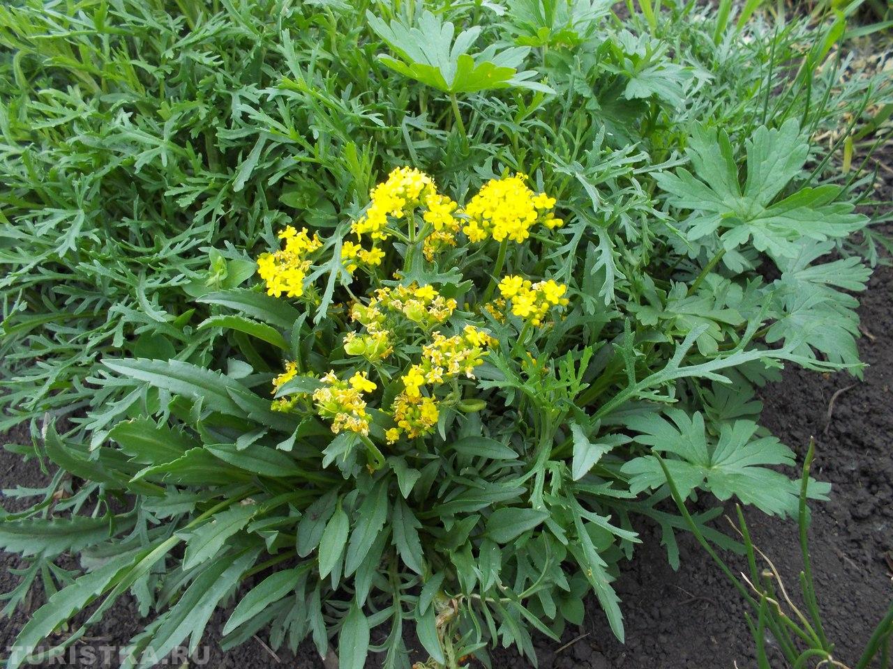 Патриния Сибирская