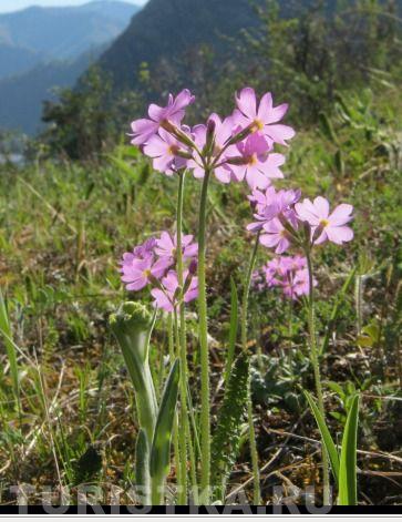 Первоцвет мучнистый