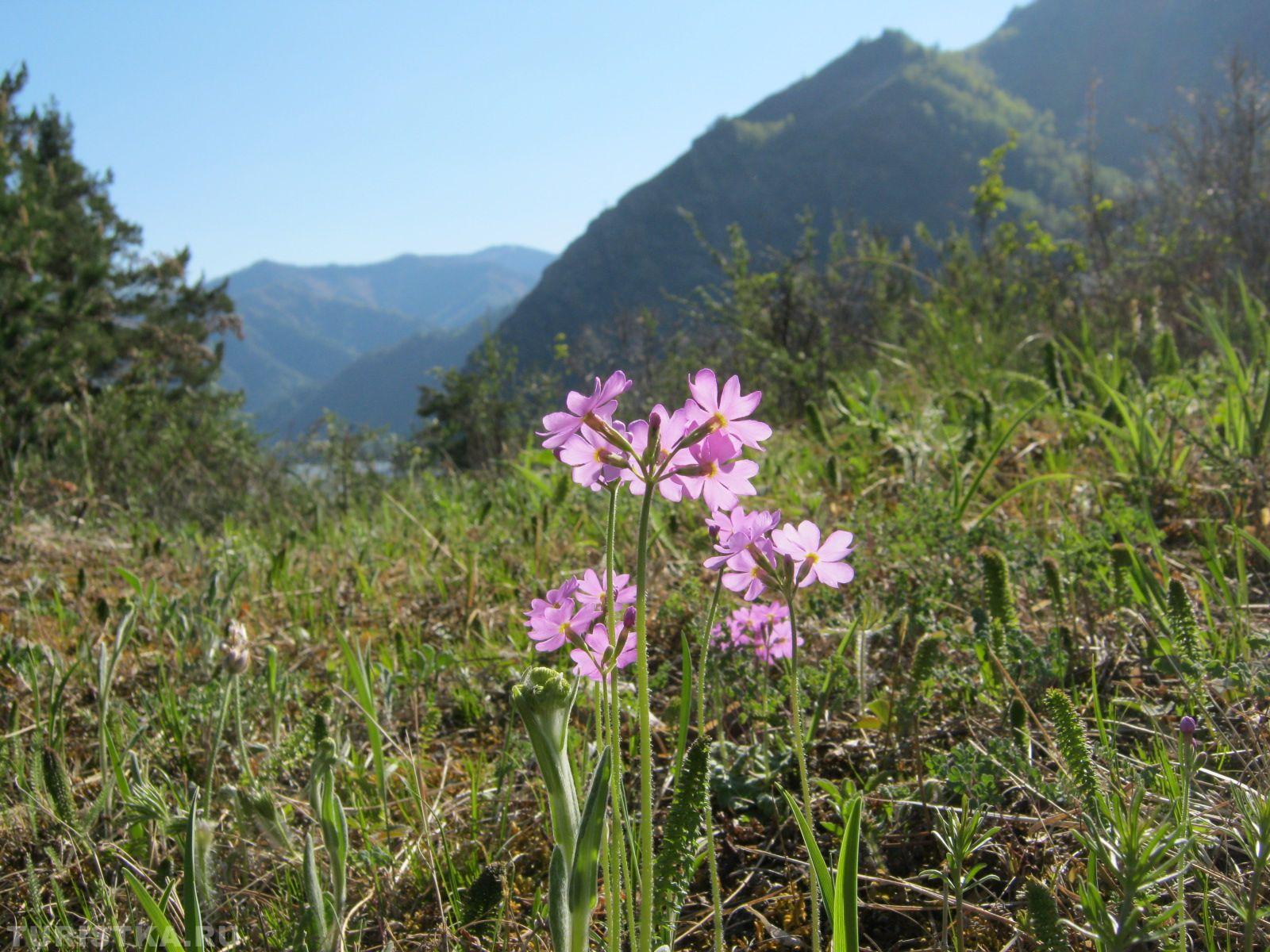Первоцвет мучнистый