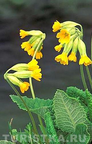 Первоцвет весенний (Примула) на Алтае