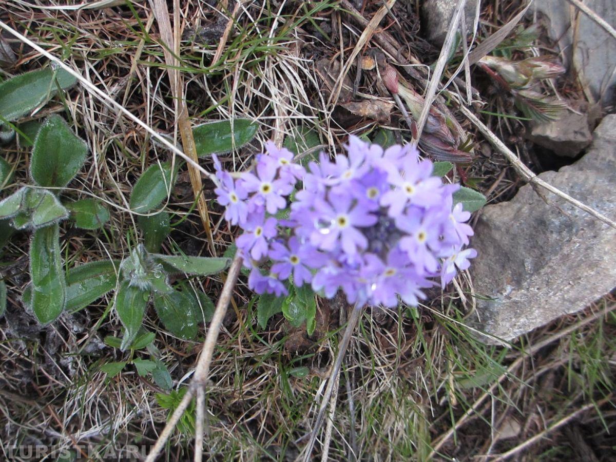 Первоцвет мучнистый