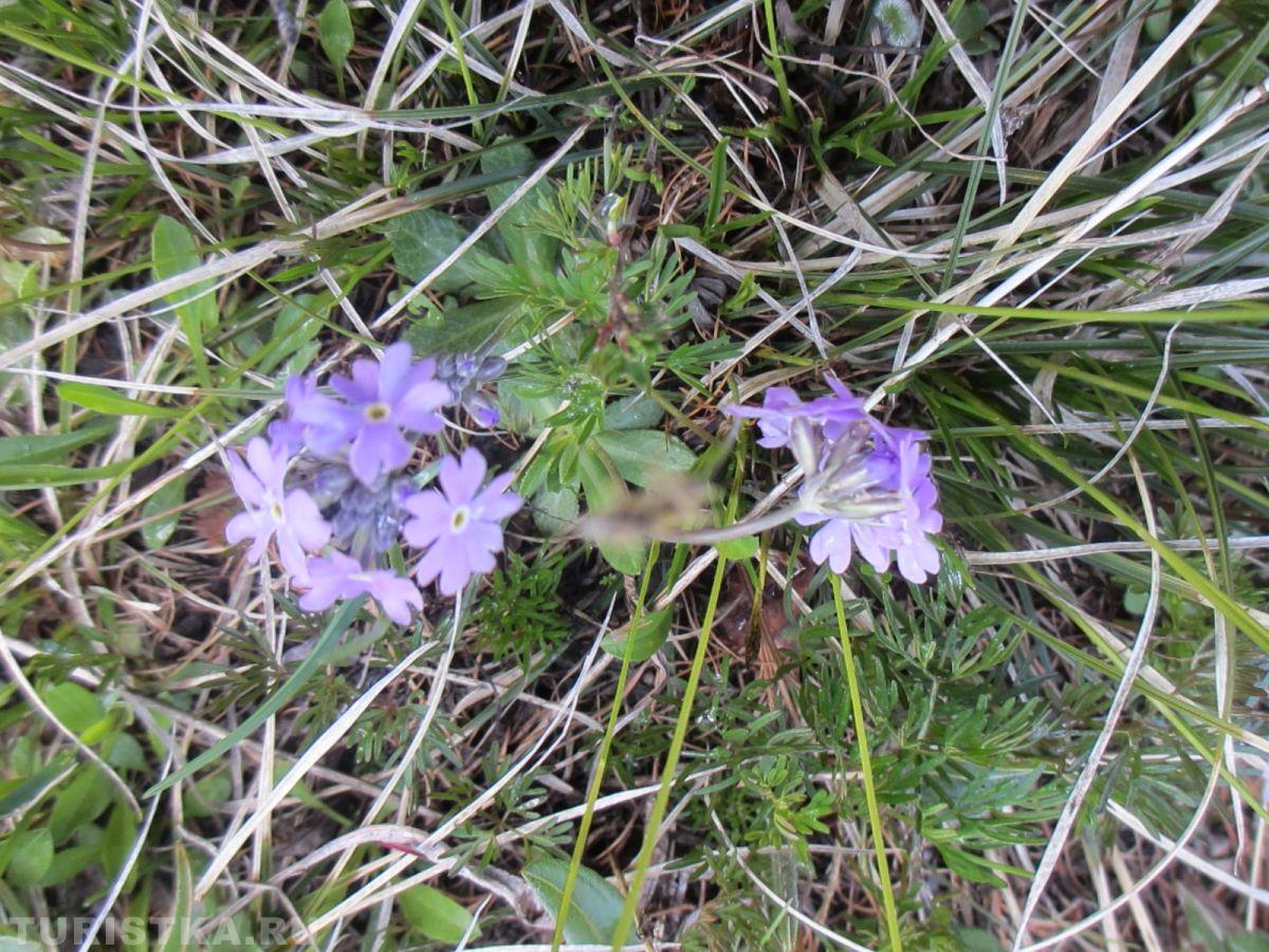 Первоцвет мучнистый