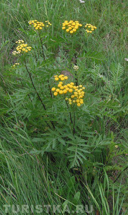 Пижма обыкновенная