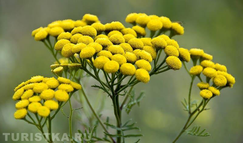 Пижма обыкновенная