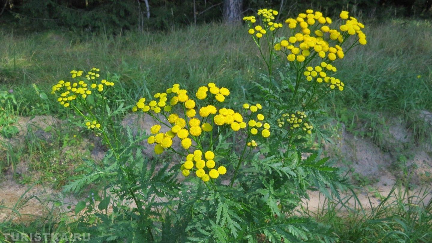 Пижма обыкновенная