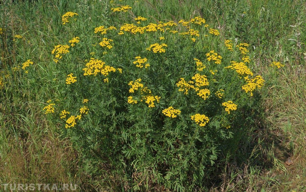 Пижма обыкновенная