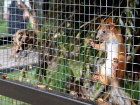 Горный Алтай : Курорт Манжерок : Бельчатник на Тропе легенд