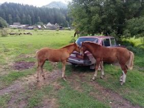 Алтай : Фотоконкурс : Смехотурики 2025 : Не ешь с багажника, братец, автолюбителем станешь!, село Аскат