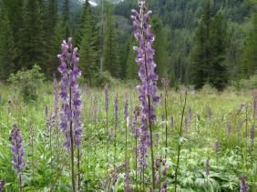 Борец северный (Аконит)