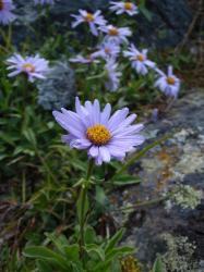 Астра альпийская