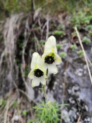 Борец противоядный