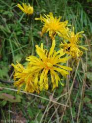 Скерда болотная