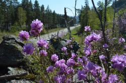 Отдых на Алтае : Праздник «Цветение маральника» : Цветущий маральник 