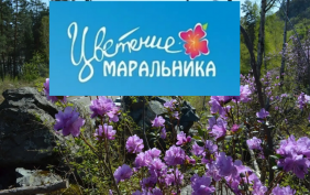 Фестиваль "Цветение маральника 2026" на Бирюзовой Катуни 