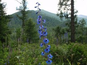 Живокость высокая (Дельфиниум)