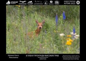 XV Юбилейная фотовыставка Живая природа Алтая	