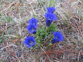 Горечавка Клузиуса