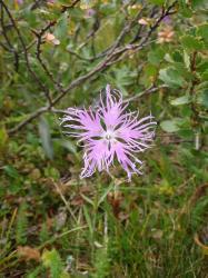 Гвоздика пышная