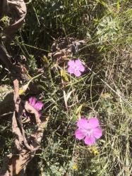 Гвоздика разноцветная Гвоздика разноцветная