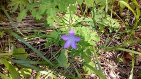 Колокольчик раскидистый