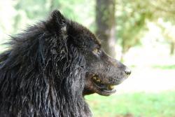 Нам не страшен серый волк...! Фото  Фото Комарова Т Семинский перевал