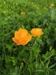 Купальница алтайская  (Огонёк алтайский)