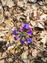 Медуница мягкая