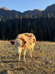 Алтай. Онгудай