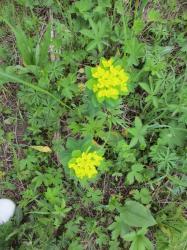 Молочай Алтайский