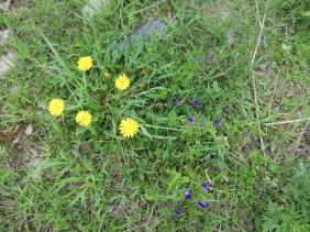 Одуванчик обыкновенный 