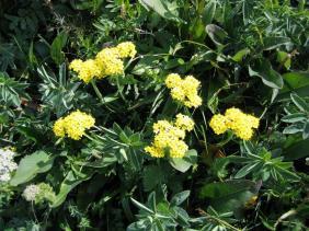 Патриния Сибирская