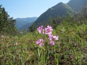 Первоцвет мучнистый (Примула мучнистая)