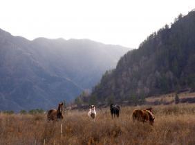 Золотая Осень 2023 - Чемальская долина Катуни