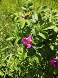 Шиповник майский