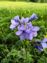 Синюха голубая