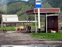 Горный Алтай :  Чемальский район : Козы в ожидании автобуса