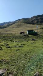 ...Так, делай вид, что трава вкуснее здесь!  План такой, ты- в багажник, я- за руль, и на дискотекуууууу!...