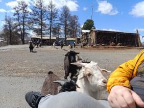 - Эй мужик, нам сказали, тут капусту дают. Ты же нас не обманешь? У нас рога и нас много. Сейчас мы все к тебе придем., 1мая 2025 застава у Валентина Улананский район