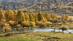 Алтай. Золотая осень в долине реки Урсул 