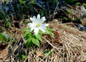 Ветреница алтайская (Анемона)