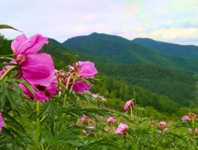 Цветет марьин корень на перевале Чике-Таман 