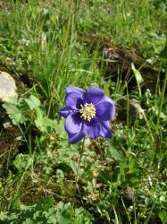 Водосбор обыкновенный (Аквилегия)