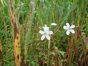 Ясколка малоцветковая