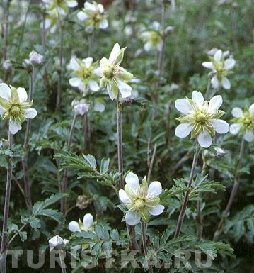 Сабельник Залесова